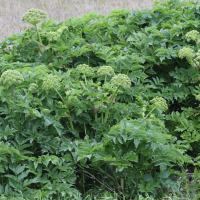 Angelica archangelica (Angélique vraie)