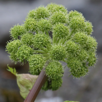 angelica_archangelica4md (Angelica archangelica)