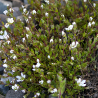 Arenaria norvegica (Sabline arctique, Sabline anglaise, Sabline de Norvège)