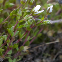 arenaria_norvegica2bd (Arenaria norvegica)