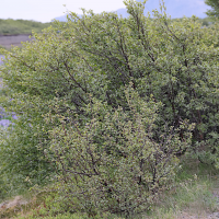 betula_x_intermedia1md (Betula x intermedia)