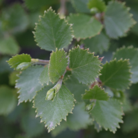 betula_x_intermedia2md (Betula x intermedia)