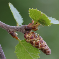 betula_x_intermedia3mdjpg (Betula x intermedia)