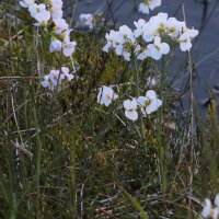 Cardamine nymannii (Cardamine des près, Cardamine de Nyman)