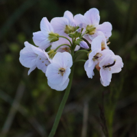 cardamine_nymanii2md (Cardamine nymannii)