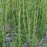 equisetum_palustre9md (Equisetum palustre)