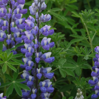 Lupinus nootkatensis (Lupin de Nootka, Lupin d'Alaska)