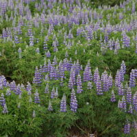 lupinus_nootkatensis3md