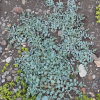 Mertensia maritima (Plante-huître, Mertensie maritime)