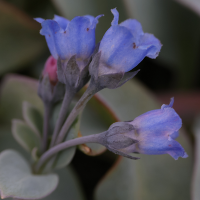 mertensia_maritima2md