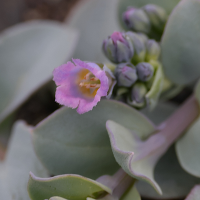 mertensia_maritima3md