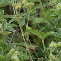 alchemilla_alpina4md (Alchemilla alpina)