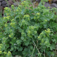 alchemilla_subcrenata1md (Alchemilla subcrenata)