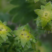 alchemilla_subcrenata2md (Alchemilla subcrenata)