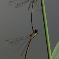 chalcolestes_viridis6bd (Chalcolestes viridis)