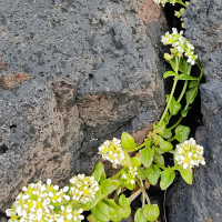 Cochlearia groelandica (Cranson du Groëland)