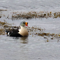 eider_a_tete_grise_-_somateria_spectabilis4md