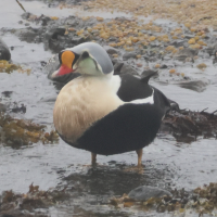 eider_a_tete_grise_-_somateria_spectabilis5bd