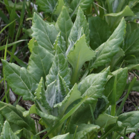 Jacobaea pseudoarnica (Séneçon faux-arnica)