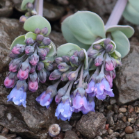 mertensia_maritima4md