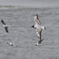 mouette_rieuse_-_chroicocephalus_ridibundus22 (Chroicocephalus ridibundus)