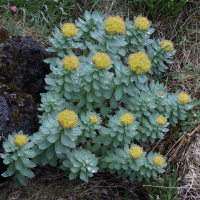 Rhodiola rosea (Rhodiole d'Europe, Orpin rose)