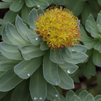 rhodiola_rosea2md