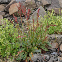 Rumex acetosa (Oseille)