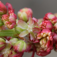 rumex_acetosa7md