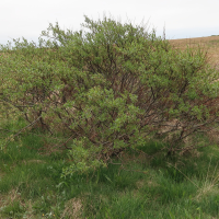 Salix phylicifolia (Saule à feuilles de thé, Saule à feuilles de phylica, Saule de l'Arctique)