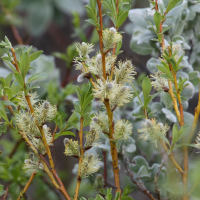 salix_phylicifolia2md