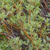 salix_phylicifolia3md