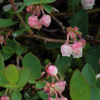 vaccinium_uliginosum6md