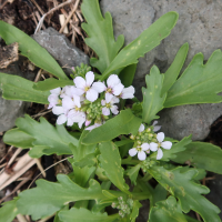 cakile_arctica1md (Cakile arctica)