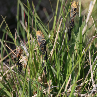 Carex bigelowi (Carex de Bigelow)