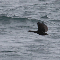 cormoran_huppe_-_phalacrocorax_aristotelis5md