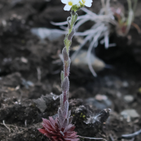 Draba incana (Drave blanchâtre)