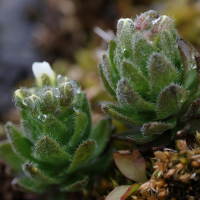 draba_incana2md (Draba incana)