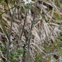 draba_incana3md (Draba incana)