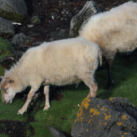 Ovis aries (Mouton islandais, Mouton race islandaise)