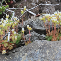 Saxifraga cespitosa (Saxifrage cespiteuse)