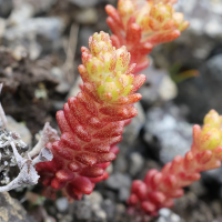 Sedum annuum (Orpin annuel)