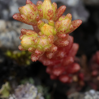 sedum_annuum2md