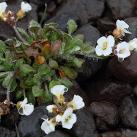 Arabidopsis lyrata ssp petraea (Arabette des rochers)