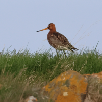 Limosa limosa ssp islandica (Barge à queue noire (islandica))