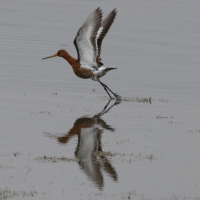 barge_a_queue_noire_-islandica-_-_limosa_limosa_islandica2md