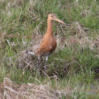 barge_a_queue_noire_-islandica-_-_limosa_limosa_islandica3md