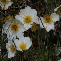 dryas_octopetala2amd (Dryas octopetala)