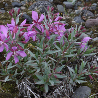 epilobium_latifolium3md (Epilobium latifolium)