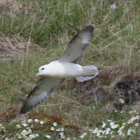 fulmar_boreal_-_fulmarus_glacialis10md